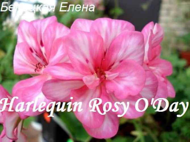 1Harlequin Rosy ODay